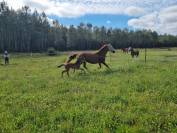 Poulini&egrave;re Akhal t&eacute;k&eacute;