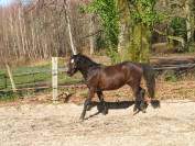 Ponette 2 ans PFS