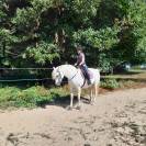 Ponette Connemara 12 ans par Dexter Leam Pondi