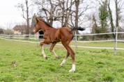 Foal m&acirc;le par Balou du Reventon