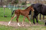Foal m&acirc;le par Balou du Reventon