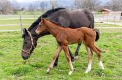 Foal m&acirc;le par Balou du Reventon