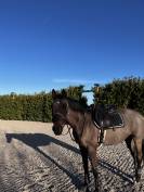 Duke hanovrien 12ans cce