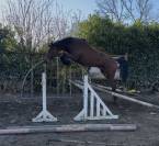 JUMENT 4 ANS ZANGERSHEIDE