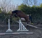 JUMENT 4 ANS ZANGERSHEIDE