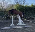 JUMENT 4 ANS ZANGERSHEIDE