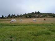 La Retraite de votre cheval en Loz&egrave;re.