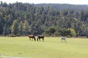 La Retraite de votre cheval en Loz&egrave;re.
