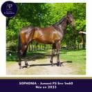 superbe jeune jument