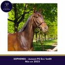 superbe jeune jument