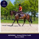 superbe jeune jument