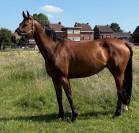 Superbe Jument 9 ans 