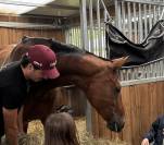 Superbe Jument 9 ans 