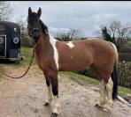 Ruin Welsh Partbred Te koop 2023 Bont