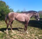 Tr&egrave;s belle et grande jument