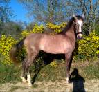 Tr&egrave;s belle et grande jument