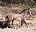 Tr&egrave;s belle et grande jument