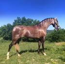 Tr&egrave;s belle jument PRE PP