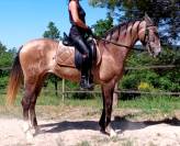 Tr&egrave;s belle jument PRE PP