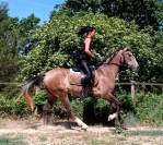 Tr&egrave;s belle jument PRE PP