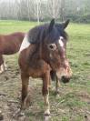 Poney type pottok 7 ans ONC