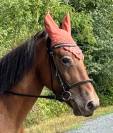Poney type pottok 7 ans ONC