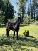&Agrave; vendre,  ponette Dartmoor, 1m20, 9 ans.