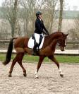 Superbe hongre de 7 ans dressage/cso