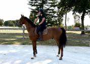 Superbe hongre de 7 ans dressage/cso