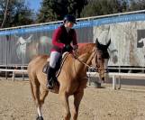 Cheval &agrave; vendre