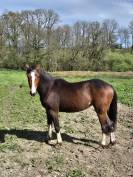 Veulen (vr) Franse rijpony PFS Te koop 2023 Donker bruin / bai ,  MOVIE STAR TILIA