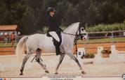 Poney de sport