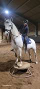 Poney de sport