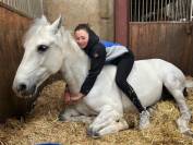 Gelding French Saddle Pony For sale 2017 Grey