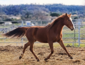 Jument 2 ans &ndash; Potentiel CSO &ndash; Poney Sport New Forest