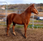 Jument 2 ans &ndash; Potentiel CSO &ndash; Poney Sport New Forest