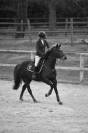 Gelding Origin Recorded For sale 2020 Liver chestnut
