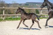 Magnifique pouliche frison de 1 an