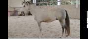 Stallion Connemara For sale 2022 Grey