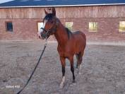 Etalon pur sang arabe pour saillies 