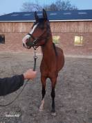 Etalon pur sang arabe pour saillies 