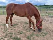 JUMENT 2006 POUR LOISIR ou reproduction