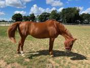 JUMENT 2006 POUR LOISIR ou reproduction