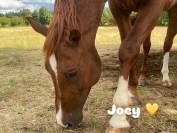 Demi-pension pour travail &agrave; pied et sur le plat