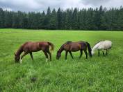 Demi-pension pour travail en exterieur et sur le plat