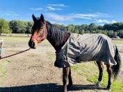 Hongre oldenburg de 6 ans &agrave; vendre 