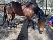 Hongre oldenburg de 6 ans &agrave; vendre 