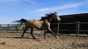 Quarter horse ONC Idabelle