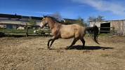 Quarter horse ONC Idabelle