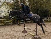 Gelding English Thoroughbred For sale 2021 Grey